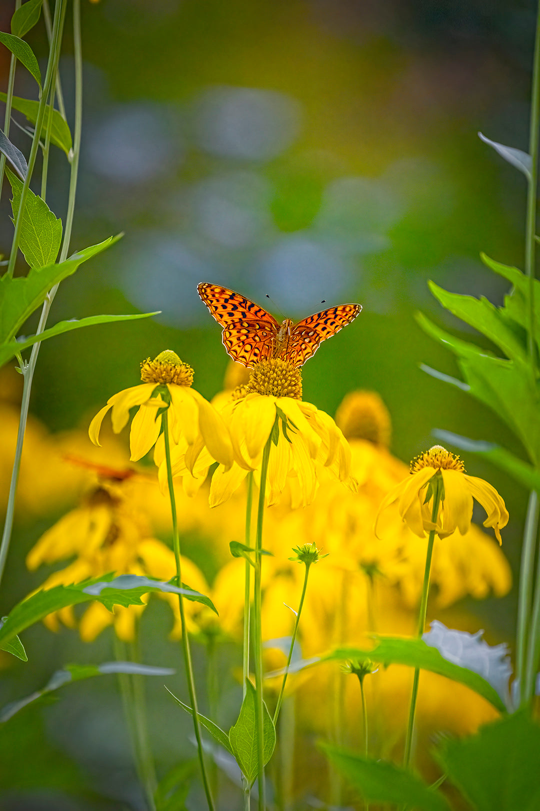 Peak Butterfly